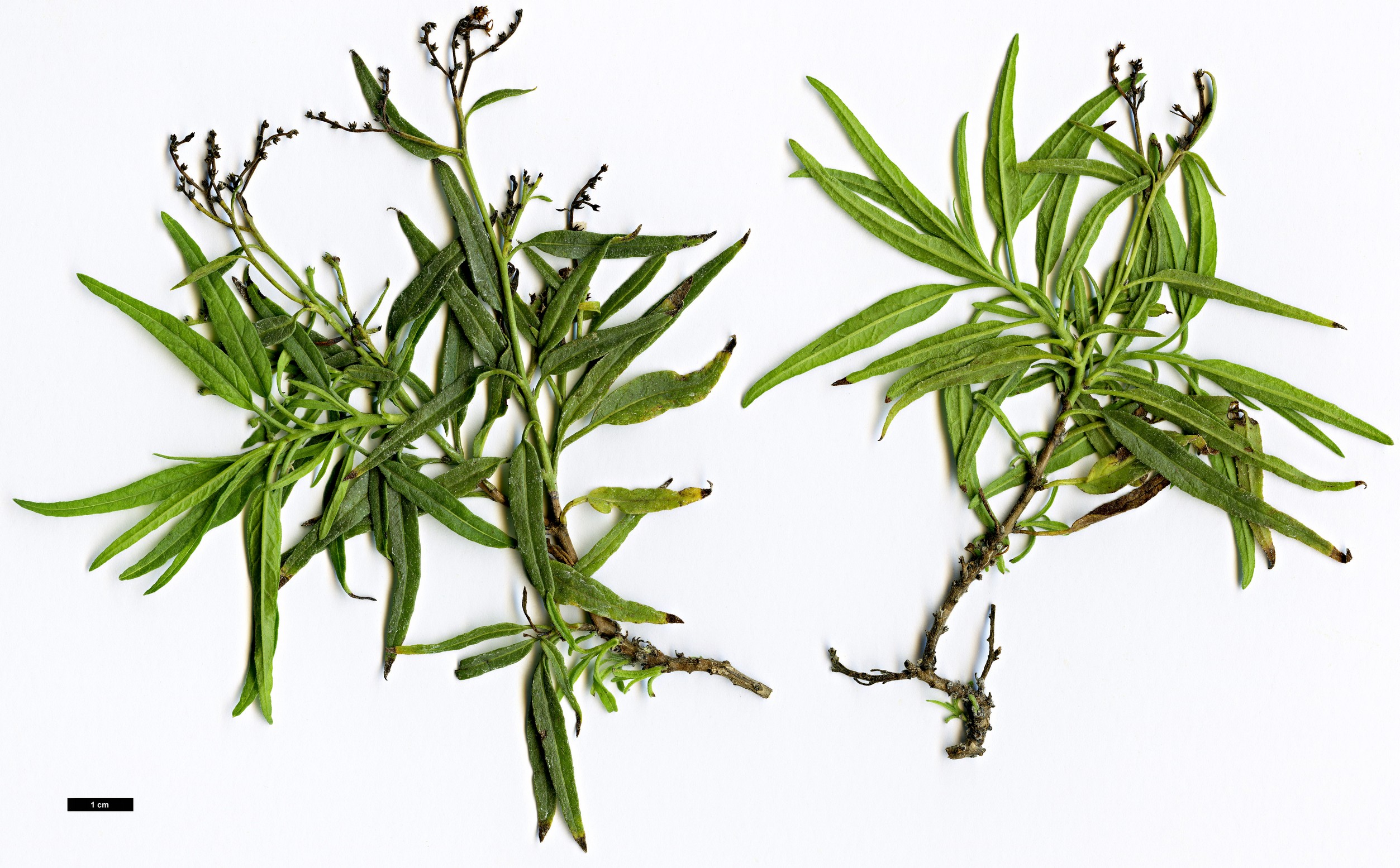 High resolution image: Family: Boraginaceae - Genus: Heliotropium - Taxon: messerschmidioides